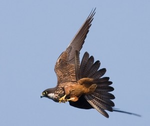 Eleonora's falcon (credit GOB).JPG-550x0